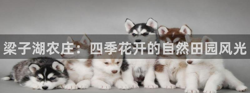 天辰娱乐文案