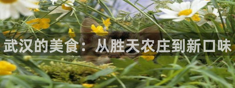 天辰娱乐直属