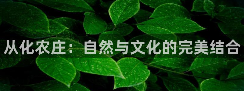 天辰娱乐上级